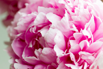 Macro image of beautiful fresh pink peony flower isolated on background with copy space