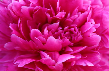 like a pink peony flower