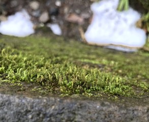 Mossy