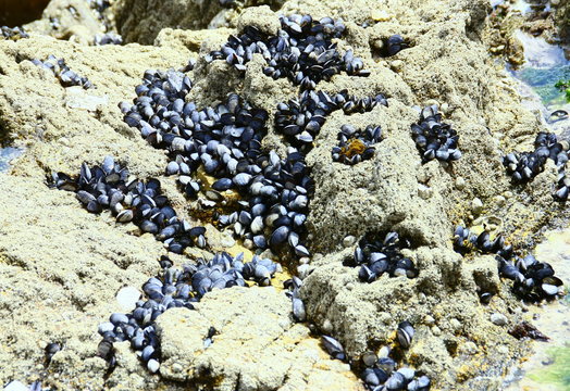 regroupement de moules sur les rochers en bretagne 