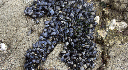 regroupement de moules sur les rochers en bretagne 