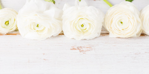 Fototapeta na wymiar Bouquet of White Ranunculus Buttercup Flowers