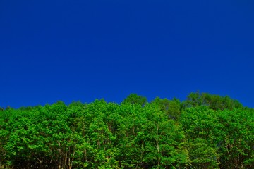 forest under deep blue sky