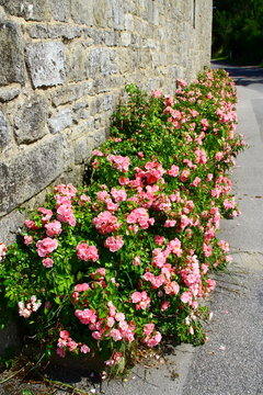 buisson de rosiers au pieds des murs en pierres