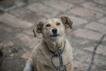 Frightened mongrel on a chain.
