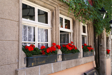 Fototapeta na wymiar Flowering geranium on the windows of the house