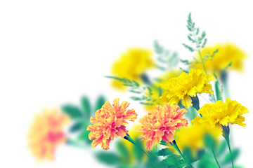 Autumn flowers marigolds isolated on white background.