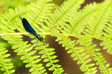 dragonfly on fern
