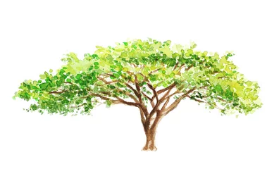 Aquarellillustration eines südlichen Baums in Afrika, Zeichnung von Hand Teil einer Savannennatur © Ardea-studio
