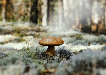 Mushroom growing in a yagel