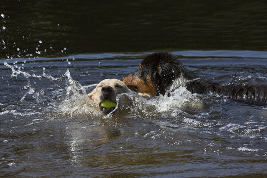 Labrador en colli zwemmen in een meer