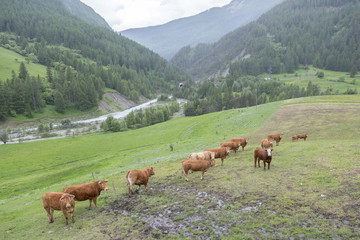 brown cows in mountain meadow near col de vars in french alps of haute provence