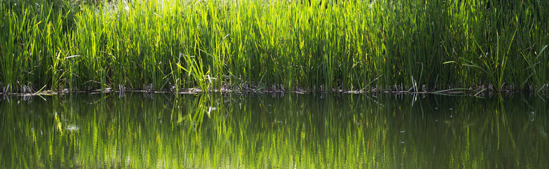 Green grass with reflection on the water background. Panoramic view
