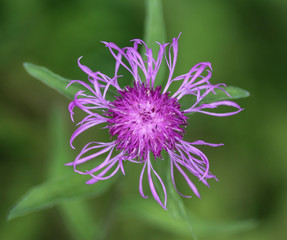 closeup Centaurea scabiosa (greater knapweed) flower blooming in summer on meadow