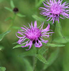 closeup Centaurea scabiosa (greater knapweed) flower blooming in summer on meadow