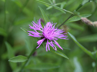 closeup Centaurea scabiosa (greater knapweed) flower blooming in summer on meadow