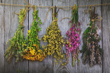 Bunch of plants against a tree with healing properties