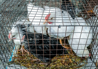 Young chickens are put in a cage for sale in the market. © Evgeniy