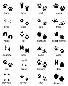 Set of footprints of wild animals, illustration of black silhouette
