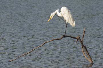 Egret