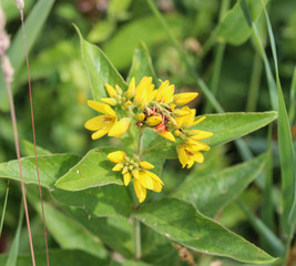 Lysimachia vulgaris flower, the garden loosestrife, yellow loosestrife, or garden yellow loosestrife, blooming in 