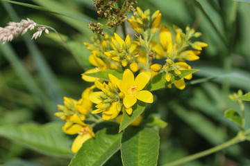 Lysimachia vulgaris flower, the garden loosestrife, yellow loosestrife, or garden yellow loosestrife, blooming in 