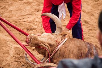 atado de toro de lidia