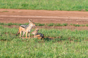 Two black-backed jackals or Canis mesomelas play