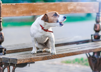 Portrait in profile of cute small dog jack russel terrier sitting on wooden park bench and barking at summer sunny day.