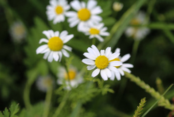 Matricaria chamomilla, commonly known as chamomile , Italian camomilla, German chamomile, Hungarian chamomile (kamilla), wild chamomile or scented mayweed, blooming in the summer season