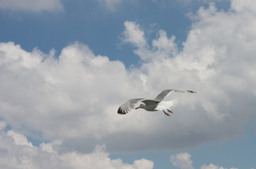 Obraz premium Seagull in the sky