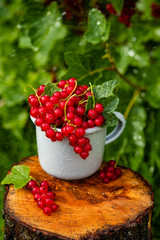 Red currant in a metal mug on a street on a sunny day garden