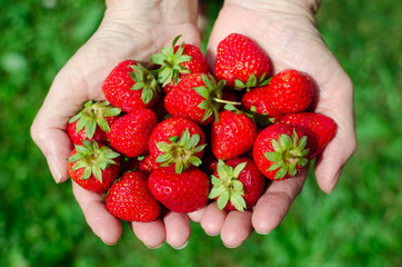 Female hands holding fresh strawberries