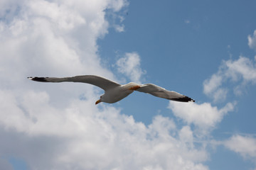 Seagull in the sky