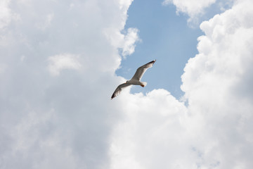 Seagull in the sky