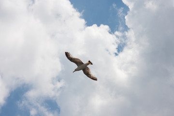 Seagull in the sky