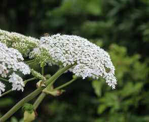 Heracleum sphondylium, commonly known as hogweed, common hogweed or cow parsnip