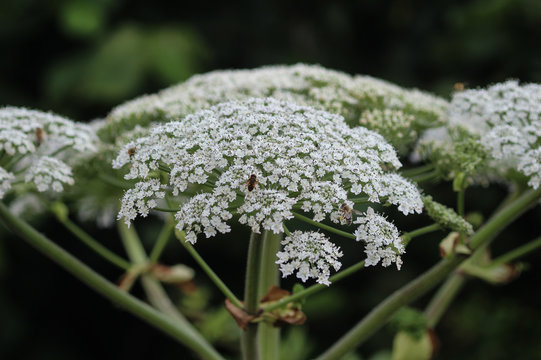 Heracleum sphondylium, commonly known as hogweed, common hogweed or cow parsnip