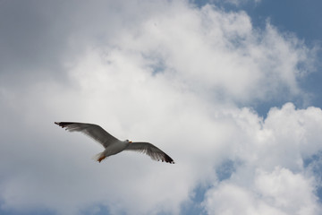 Seagull in the sky