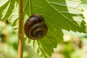 Shell attached to a green leaf. Concious snails in the home garden.