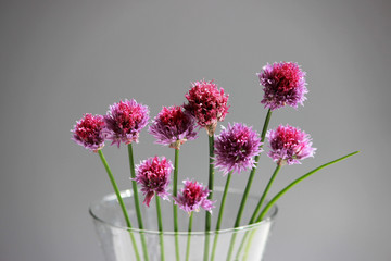 A few twigs of wild chives onion Allium schoenoprasum in a glass vase on a gray background.