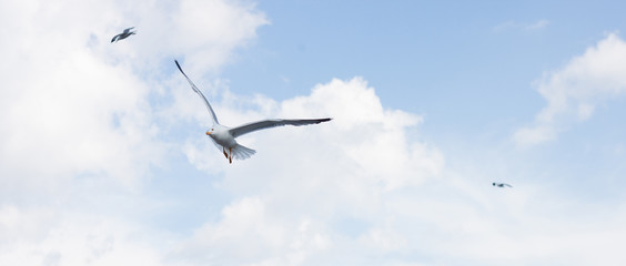 Seagull in the sky