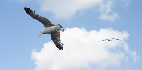 Seagull in the sky