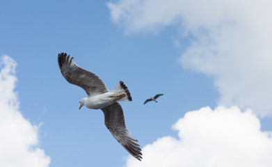 Seagull in the sky