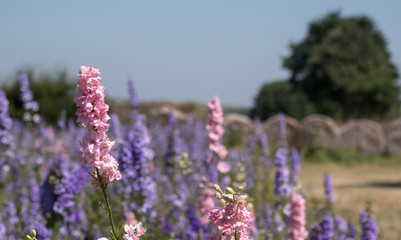 Close up of delphinium flowers  in a flower field in the Cotswolds at Wick, Pershore, Worcestershire, UK. 