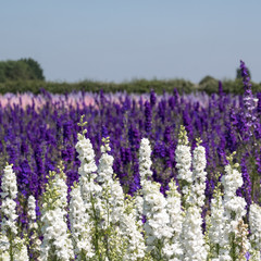 Flower fields with colourful delphiniums, in Wick, Pershore, Worcestershire UK. 