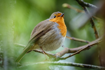 Erithacus rubecula and branch