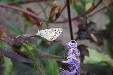 Fototapeta Motyl ,motyl na liściu ,motyl na kwiecie obraz