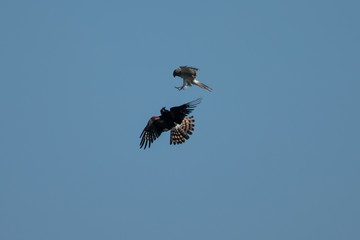Male and female Northern harriers flying in a courtship dance ( “sky dance” ) , seen in the wild near the San Francisco Bay