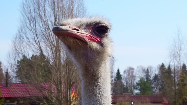 portrait of a funny adult ostrich close-up